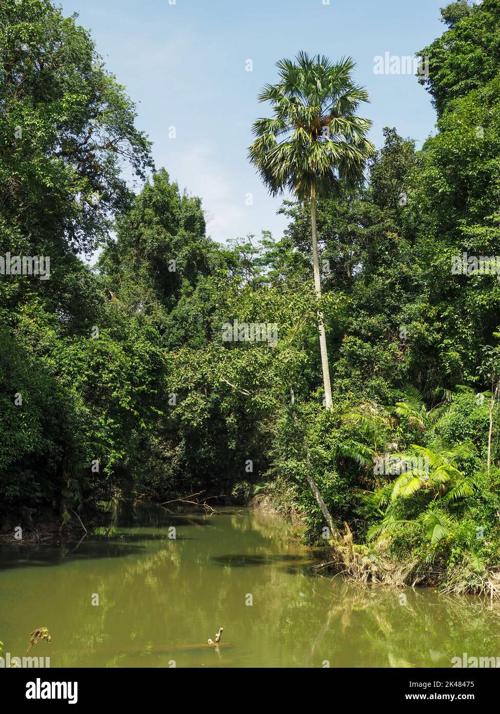 The scenery of the river, the rainforest, consists of rivers, trees, coconut trees. Stock Photo