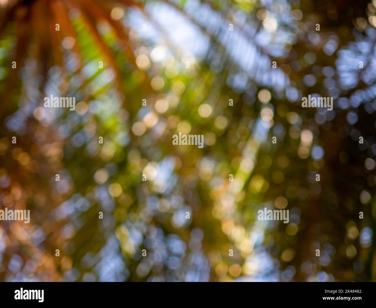 Sunlight creates bokeh effect glowing hi-res stock photography and ...