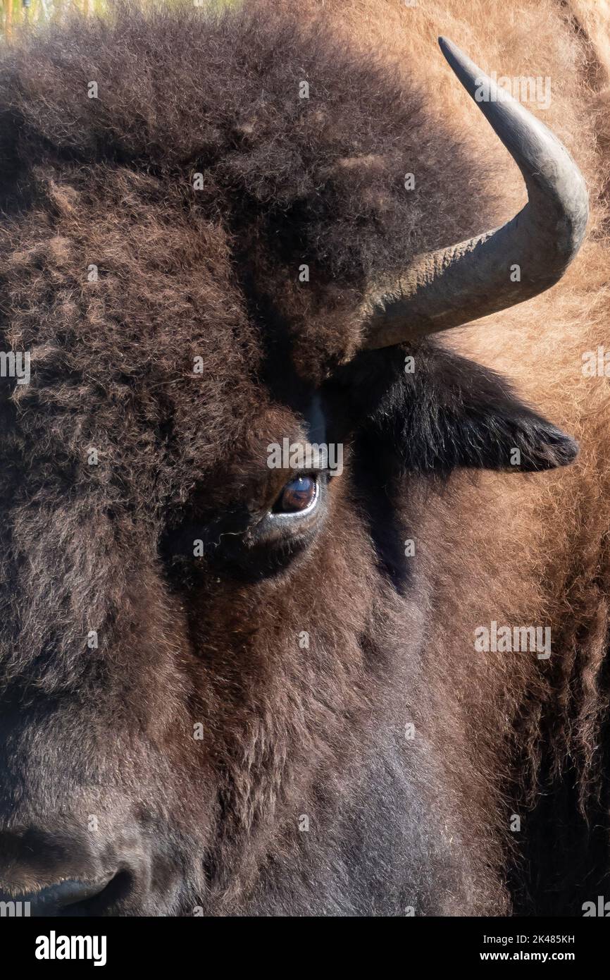 Extreme close-up of the left side of an American bison's face with the horn and left eye visible. Photographed at the Yellowstone Wildlife Sanctuary i Stock Photo