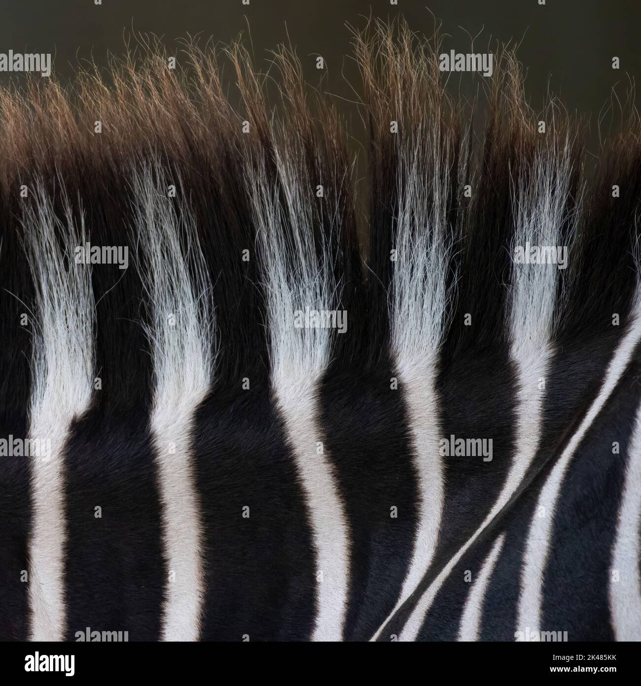 Extreme close-up of the black and white stripes of fur on a zebra with its mane. Photographed at the Houston Zoo in Houston, Texas. Stock Photo