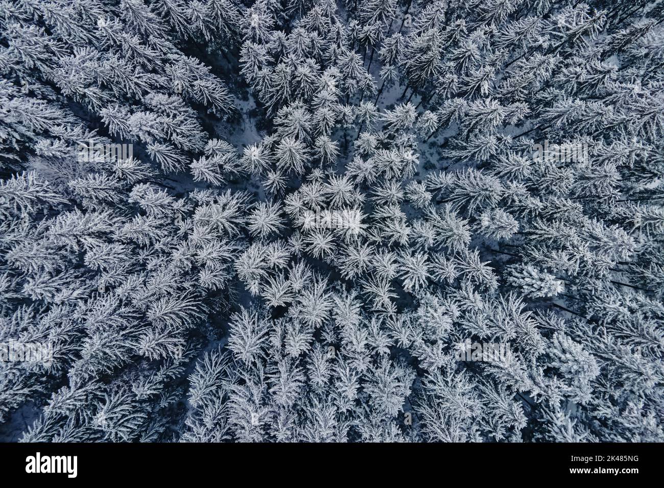 Aerial view snowy pine forest hi-res stock photography and images - Alamy