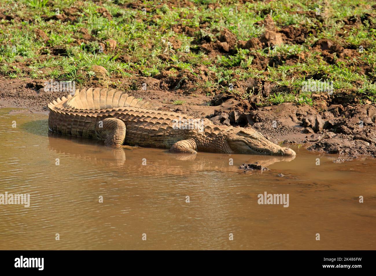 A Nile crocodile (Crocodylus niloticus) basking in shallow water ...