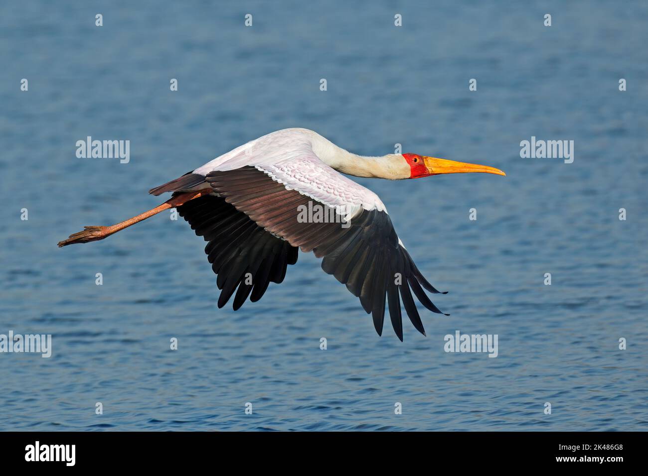 Yellow-billed stork (Mycteria ibis) in flight, Kruger National Park, South Africa Stock Photo