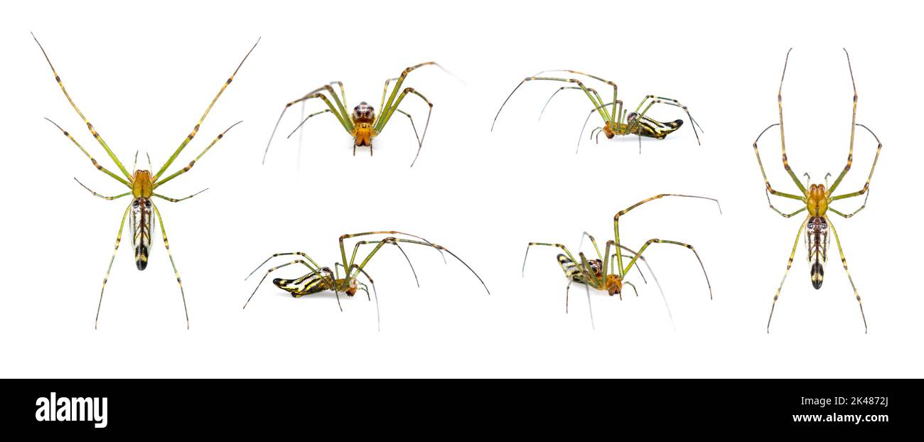 Group of Decorative Big-jawed Spider(Leucauge decorate) isolated on white background. Animals. Insects. Stock Photo