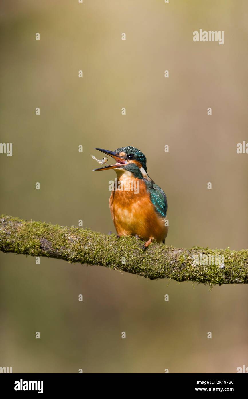 Common kingfisher Alcedo atthis, juvenile female perched on mossy branch, turning Three-spined stickleback Gasterosteus aculeatus, prey in beak, Suffo Stock Photo