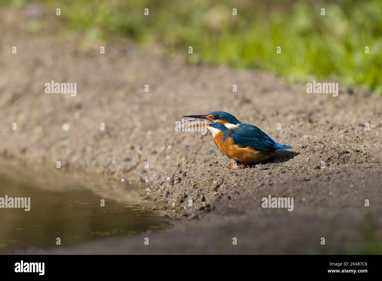 Common kingfisher Alcedo atthis, adult female standing on ground, turning Three-spined stickleback Gasterosteus aculeatus, prey in beak, Suffolk, Engl Stock Photo