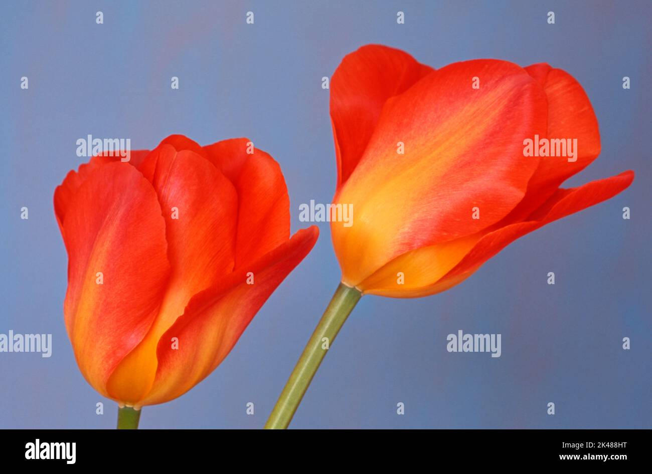 Tulip 'Orange Breeze', Tulipa fosteriana Stock Photo