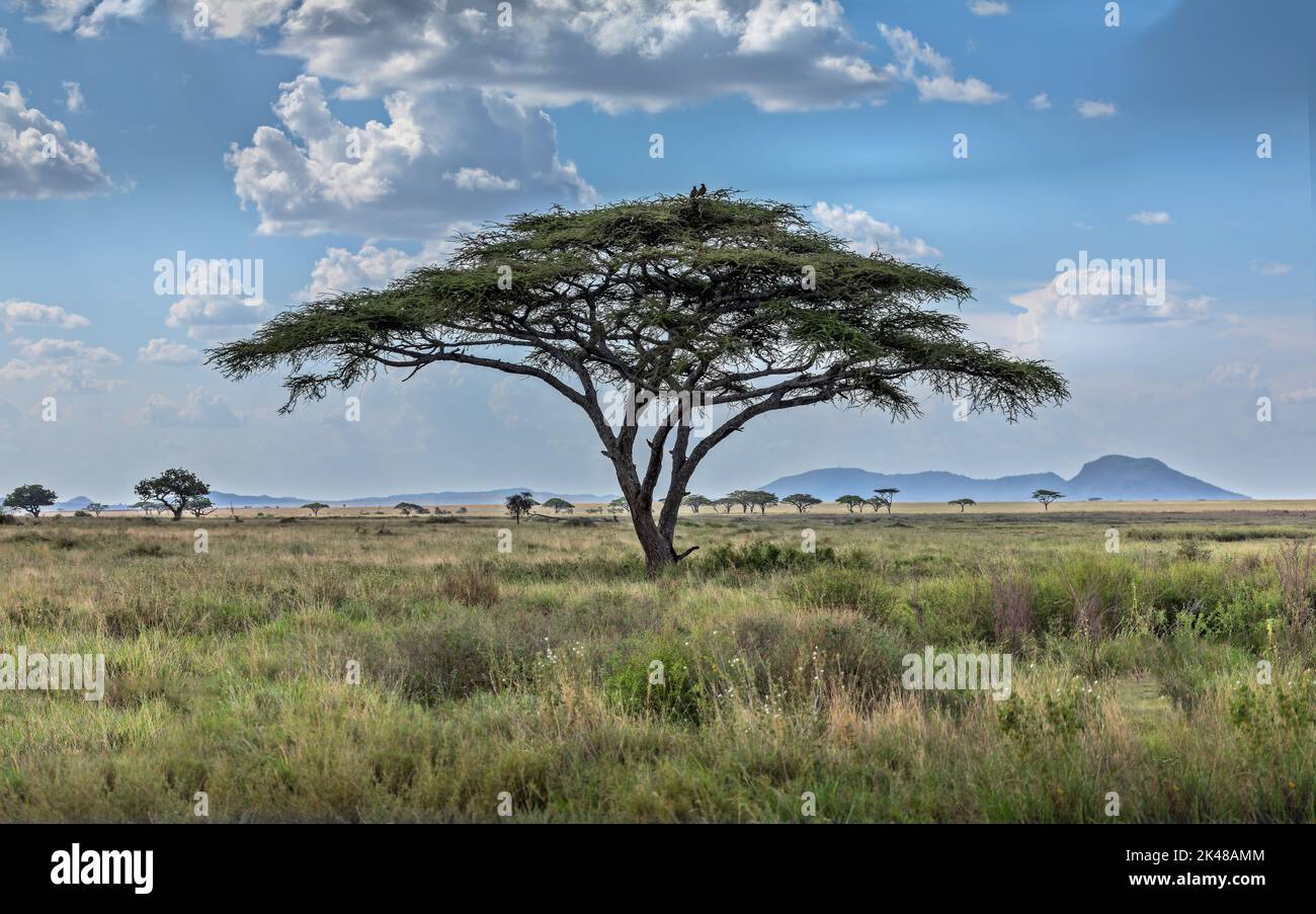 A single umbrella acacia with two vultures in the savannah of the Serengeti, Tanzania Stock Photo