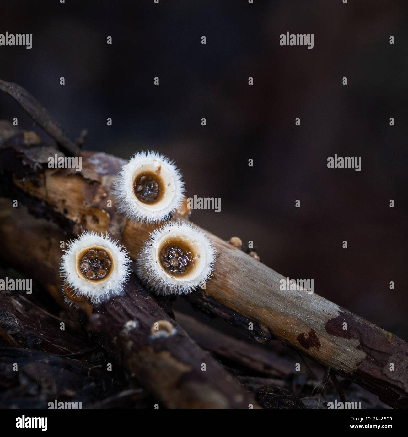 Bird’s nest fungi (Crucibulum laeve) grow on fallen branches on the forest floor. Vertical format. The flat ‘eggs’ contain spores and are thrown from Stock Photo