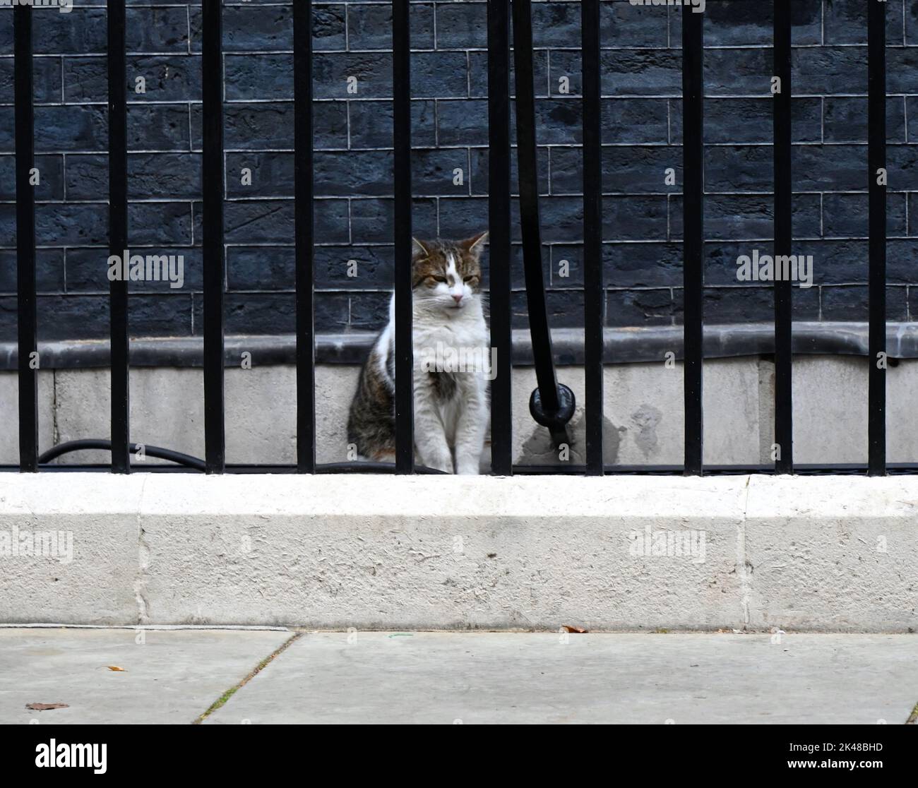 Larry is a rescued stray cat from the Battersea Dogs & Cats Home who was chosen by Downing Street staff.Larry was intended to be a pet for the children of David and Samantha Cameron, and was described by Downing Street sources as a good ratter and as having a high chase-drive and hunting instinct'. In 2012, Battersea Dogs & Cats Home revealed that Larry's popularity had resulted in a 15 percent surge of people adopting cats. Stock Photo