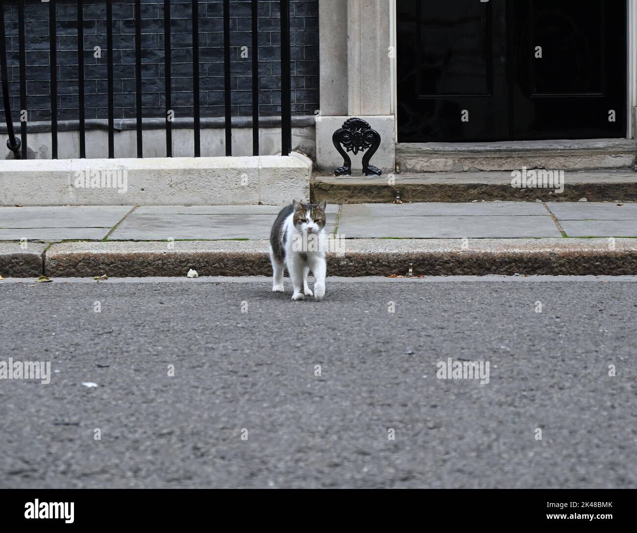 Larry is a rescued stray cat from the Battersea Dogs & Cats Home who was chosen by Downing Street staff.Larry was intended to be a pet for the children of David and Samantha Cameron, and was described by Downing Street sources as a good ratter and as having a high chase-drive and hunting instinct'. In 2012, Battersea Dogs & Cats Home revealed that Larry's popularity had resulted in a 15 percent surge of people adopting cats. Stock Photo