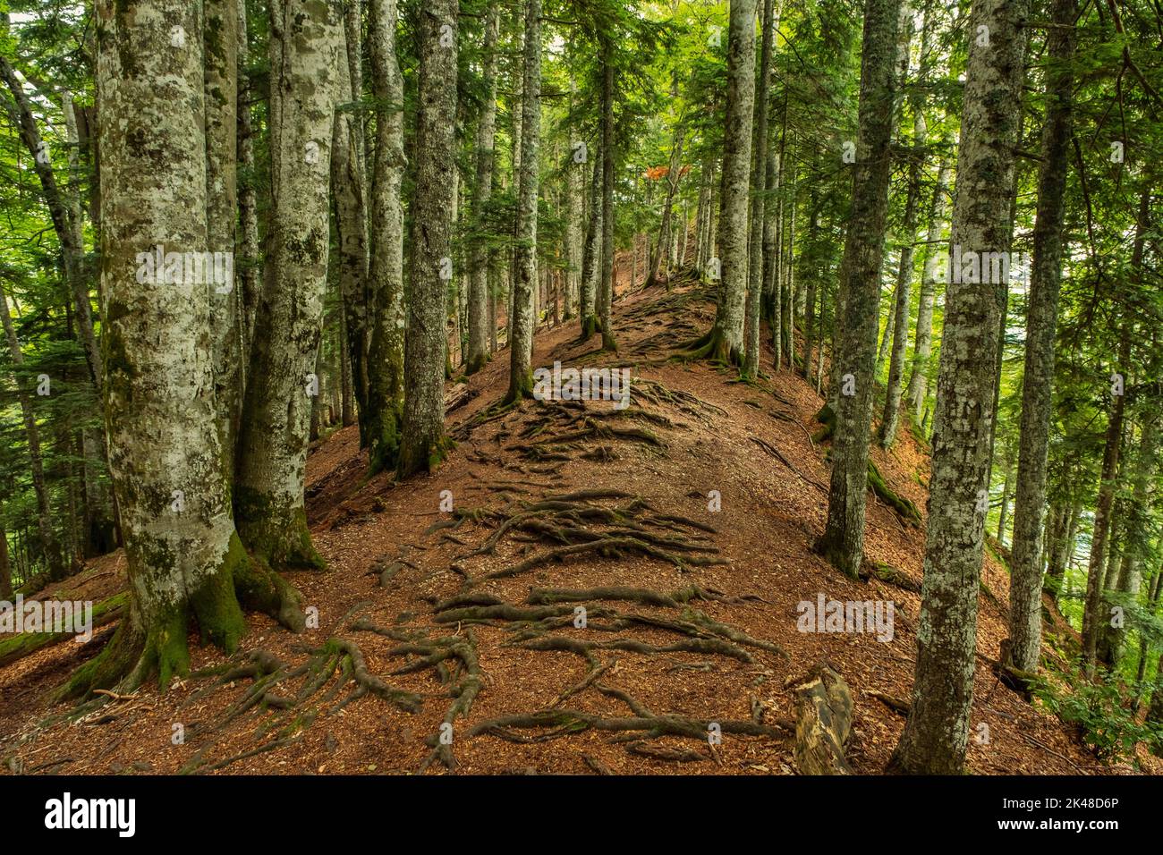 Alpine Forests Roots Tree with twisted roots in forest hi-res stock photography and images ...