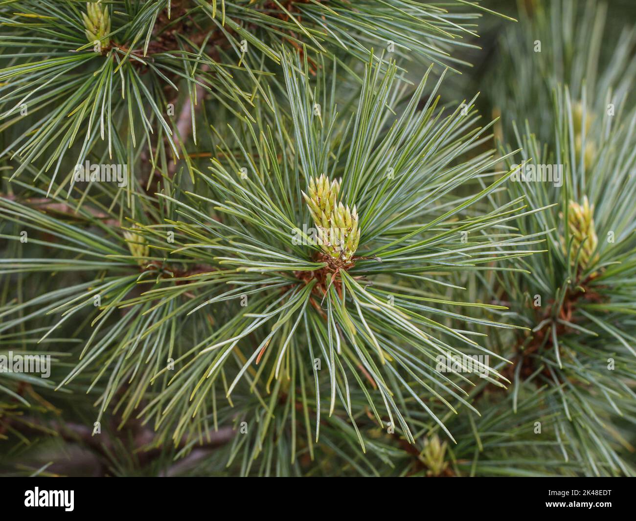 Young shoot on the branch of Macedonian pine (latin name: Pinus peuce) in southwestern Serbia Stock Photo