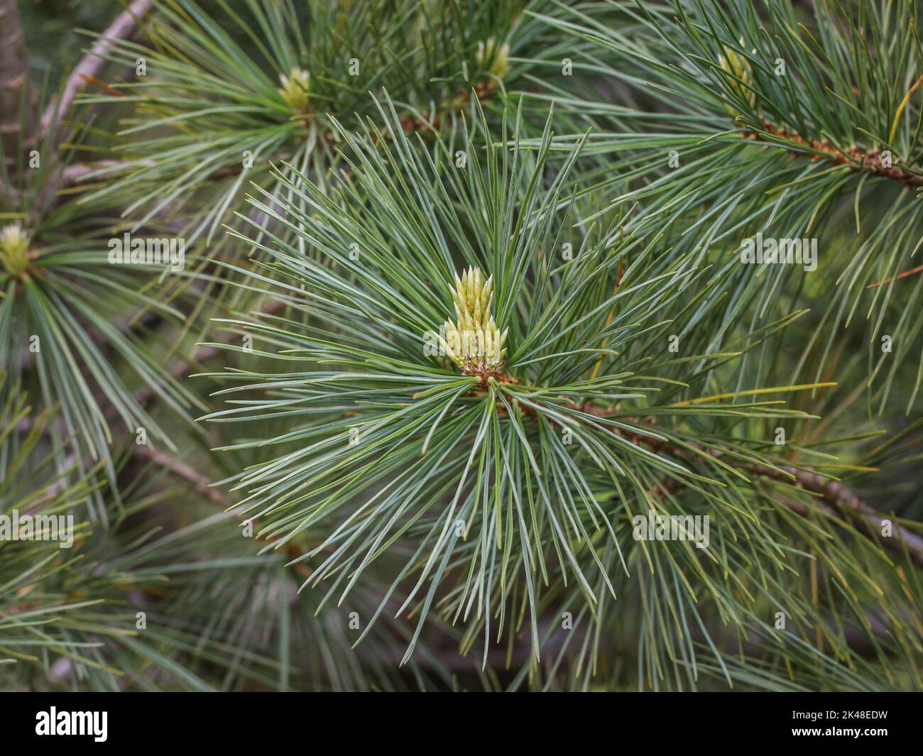 Young shoot on the branch of Macedonian pine (latin name: Pinus peuce) in southwestern Serbia Stock Photo