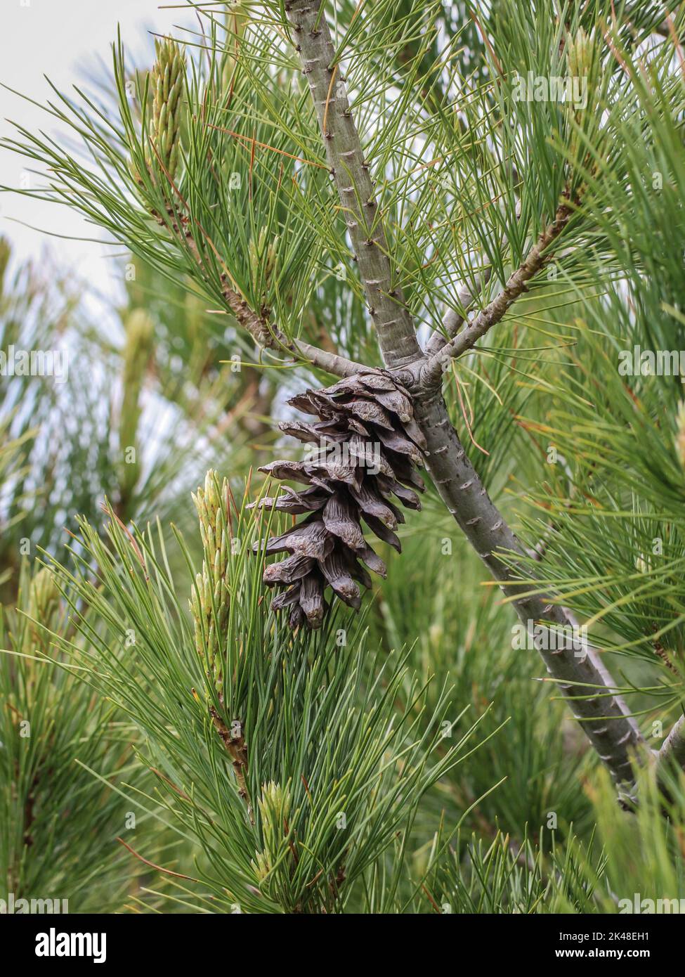 Single cone on the branch of a Macedonian pine (latin name: Pinus peuce) in the southwestern Serbia Stock Photo