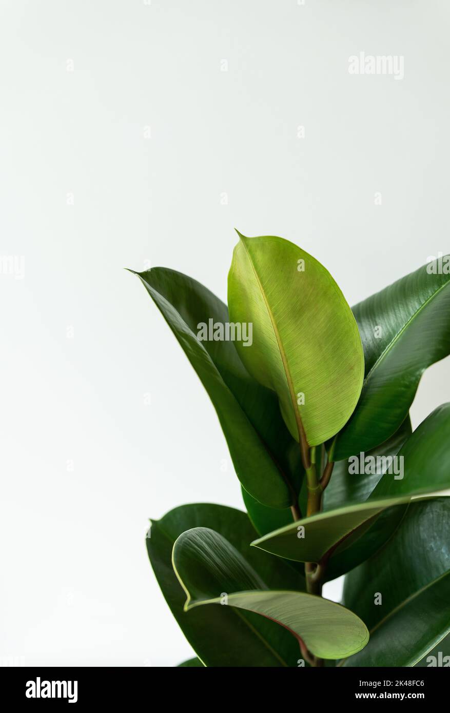 Elastic ficus hi-res stock photography and images - Alamy