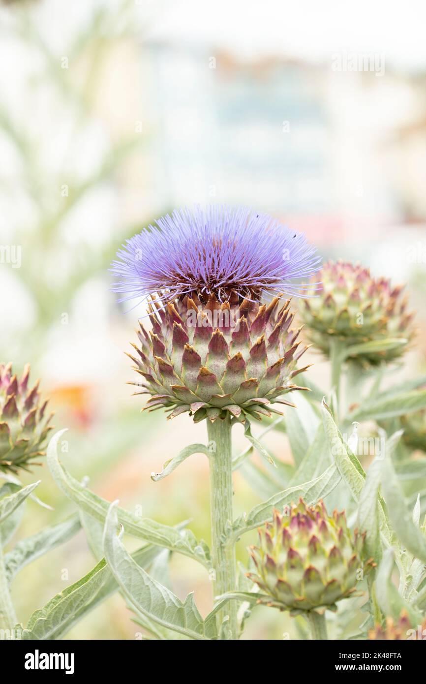 Stately cardoon, Cynara cardunculus, artichoke thistle in flower