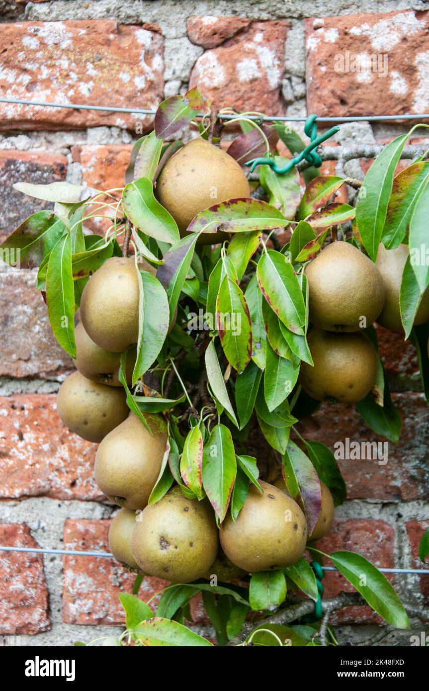 Around the UK - 'Winter Nellis' pear in the Walled Garden at Astley Park, Chorley, Lancashire, UK Stock Photo