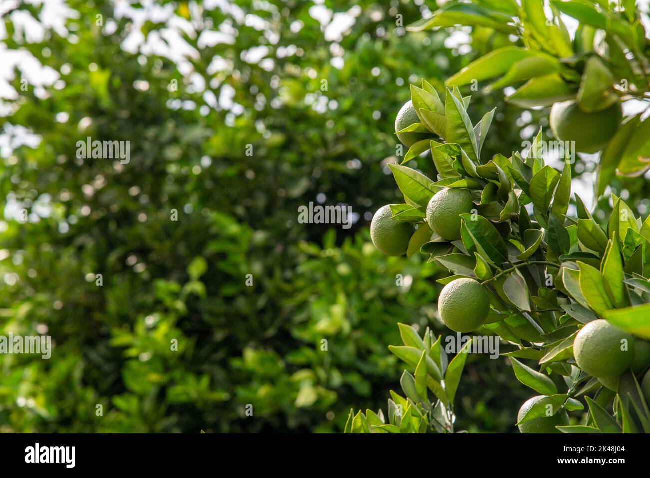 Oranges Ripe And Not Ripes Crop of oranges hi-res stock photography and images - Alamy