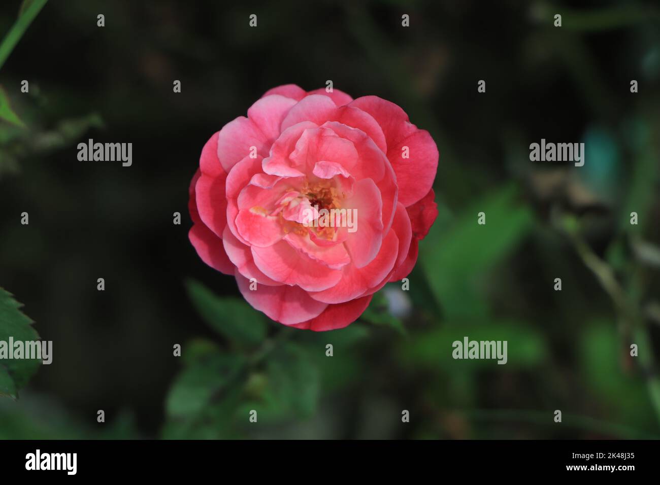 Pink rose growing in a farm Stock Photo