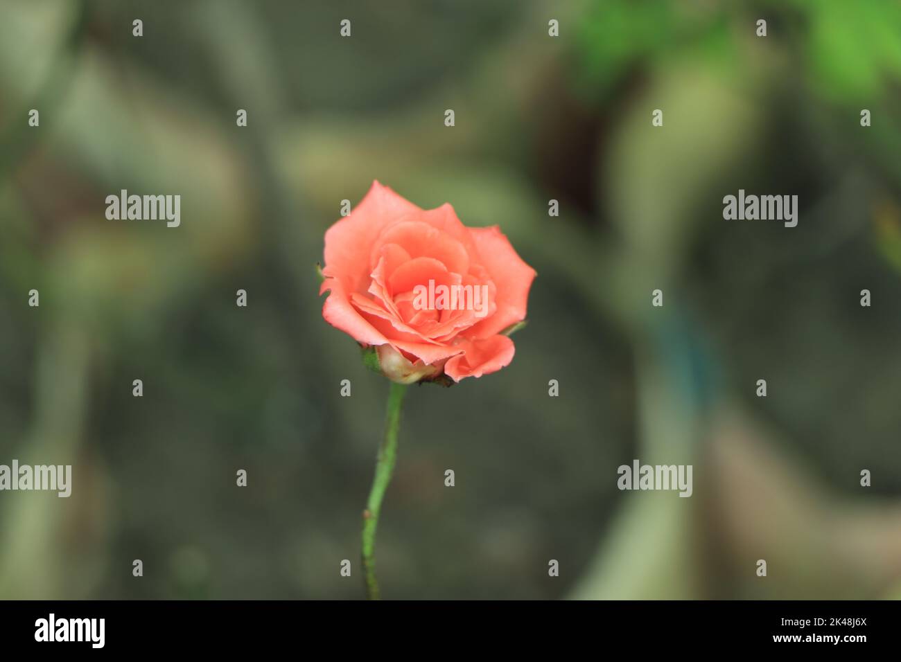 Beautiful yellow roses blurred hi-res stock photography and images - Alamy