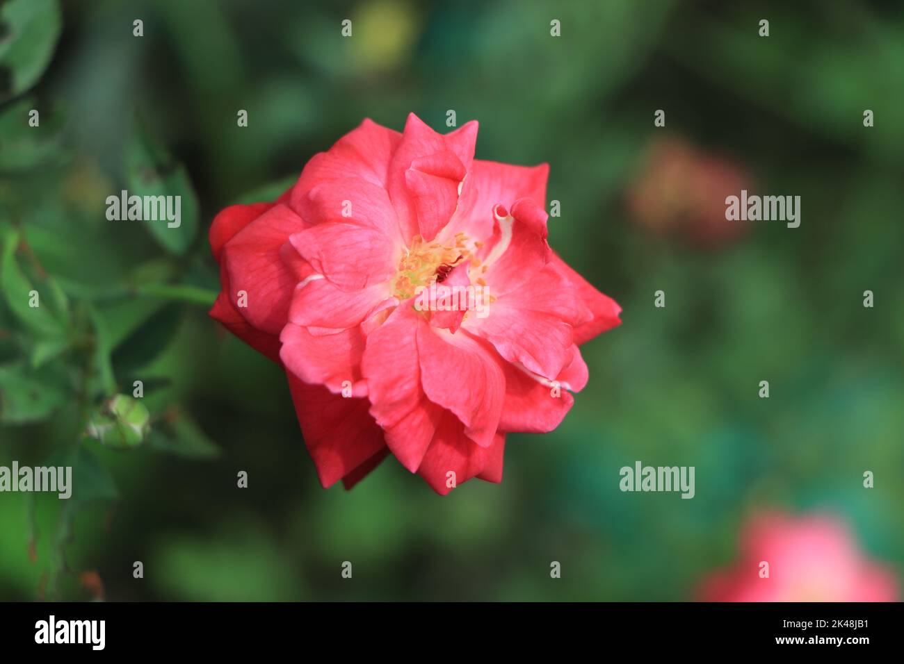 Red and pink Rose on direct sunlight with blur background Stock Photo