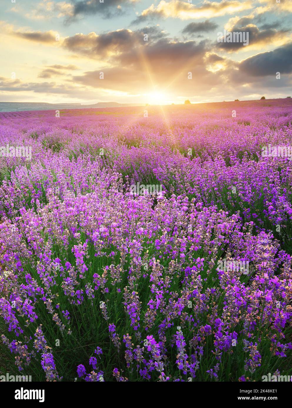 Meadow of lavender. Nature composition Stock Photo - Alamy