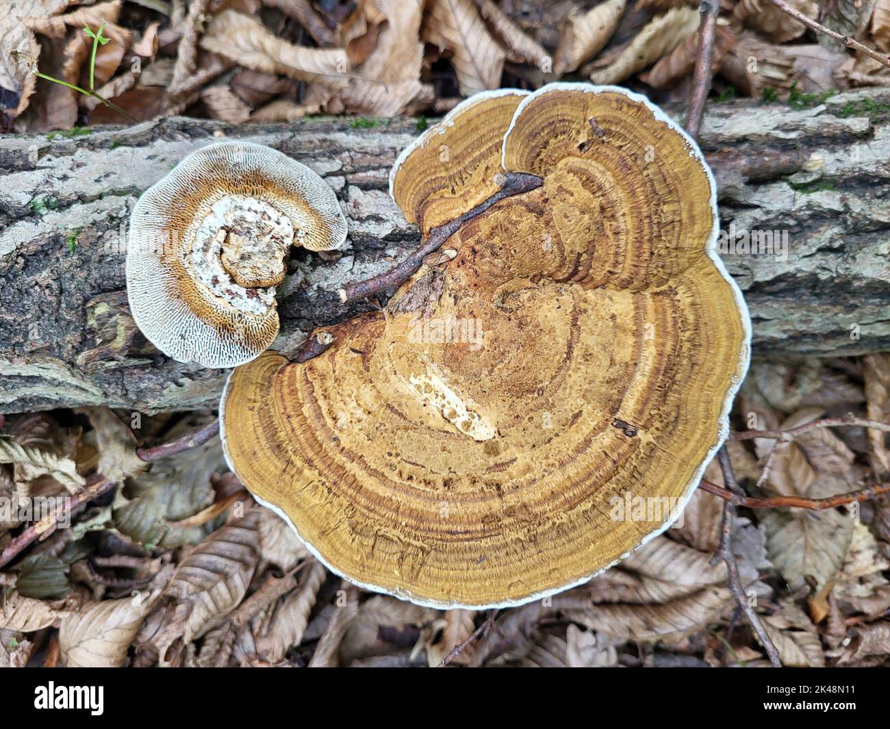 tree fungus growing on dead wood Stock Photo