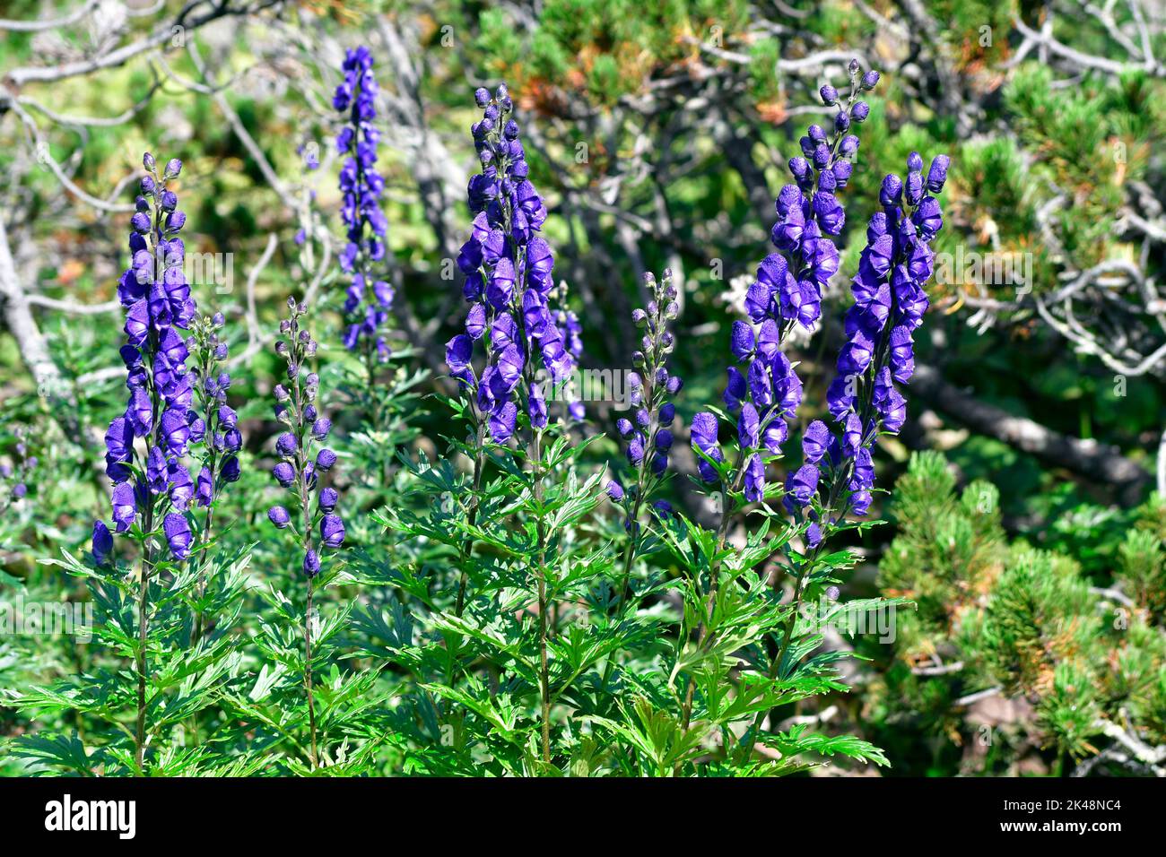monkshood - Aconitum napellus - is one of the most poisonous plants in Europe, but is also used as an ornamental plant and in medicine Stock Photo