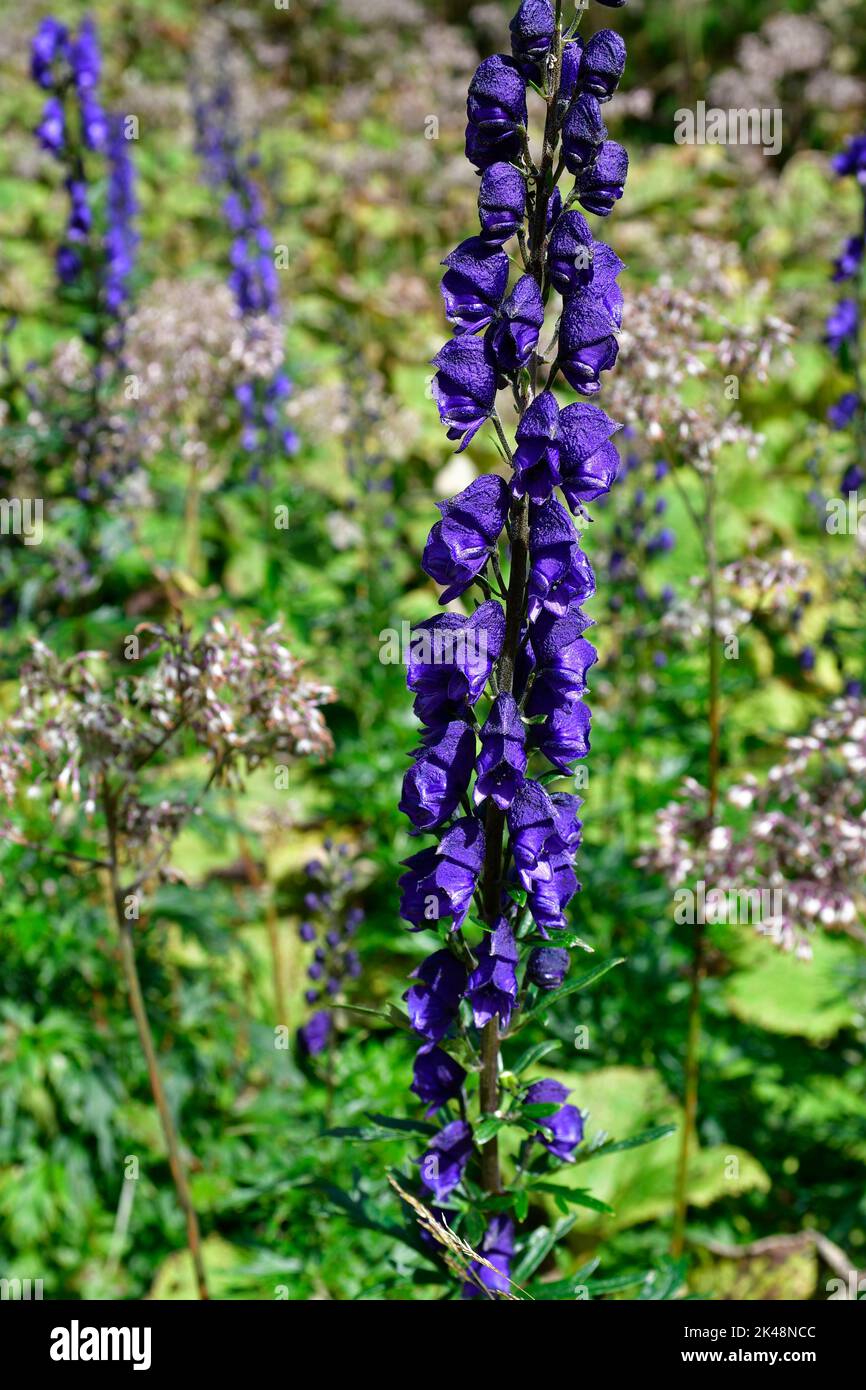 Austria,  very poisonous monkshood plant on Rax mountain in Lower Austria Stock Photo