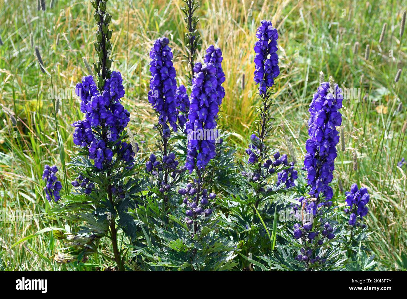 Monkshood flower - Aconitum napellus - is one of the most poisonous plants in Europe, but is also used as an ornamental plant and in medicine Stock Photo
