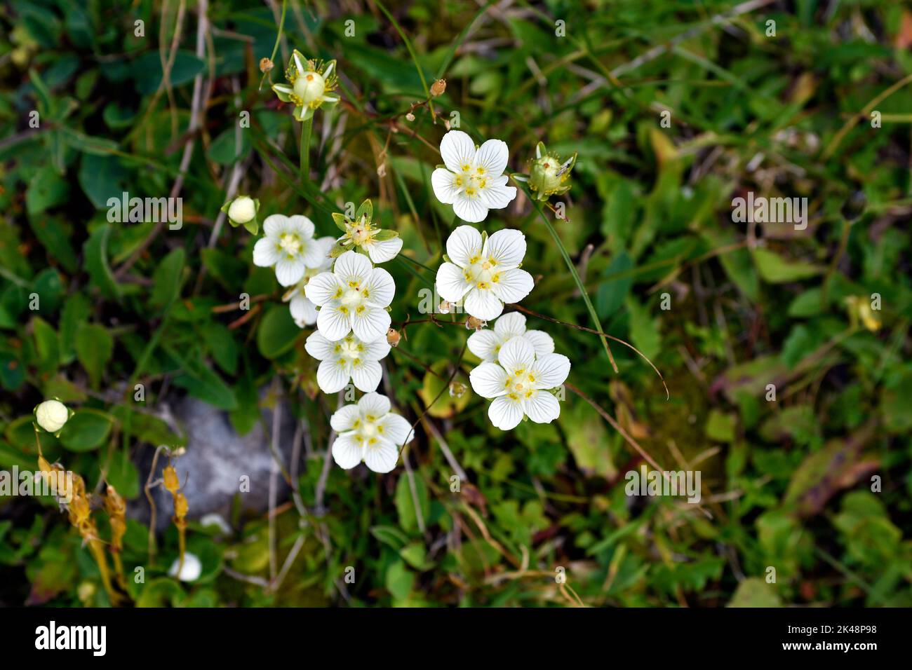 Austria, Mossy Saxifrage on Rax mountain in Lower Austria Stock Photo