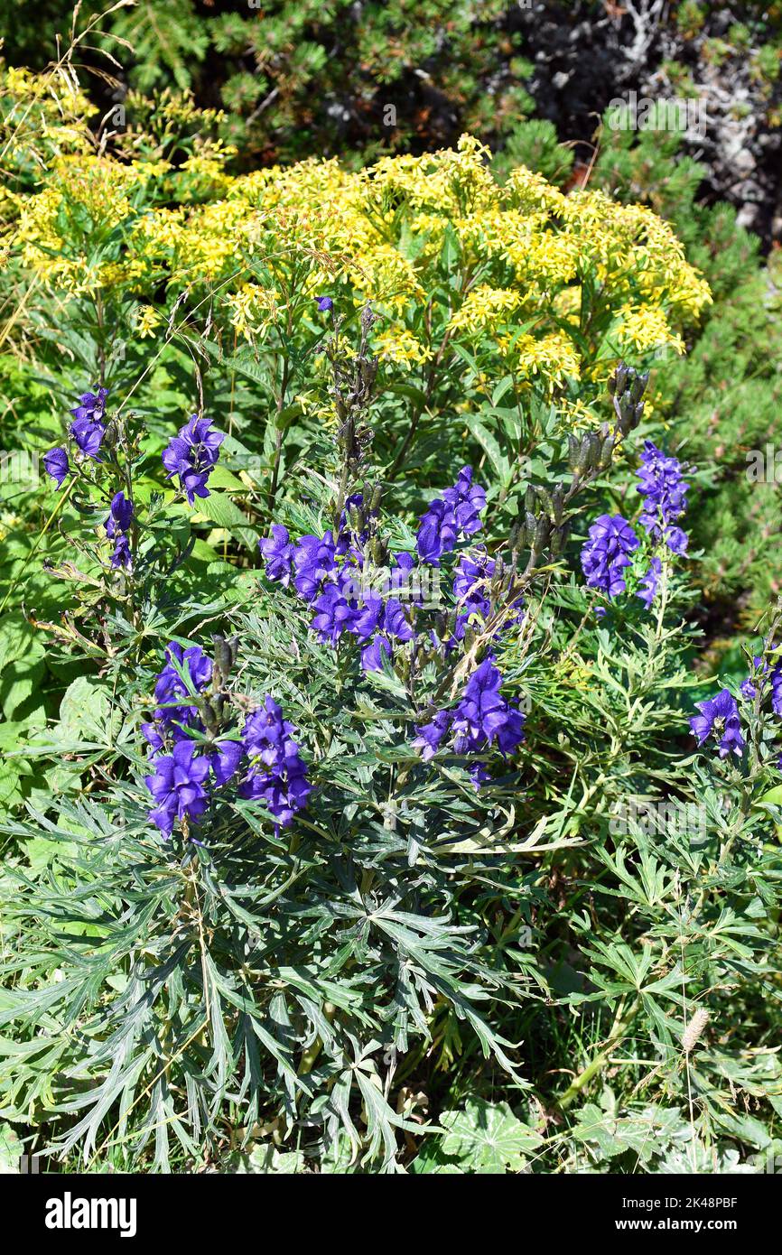 Austria, Rax Mountain, Monkshood flower - Aconitum napellus - is one of the most poisonous plants in Europe, but is also used as an ornamental plant a Stock Photo