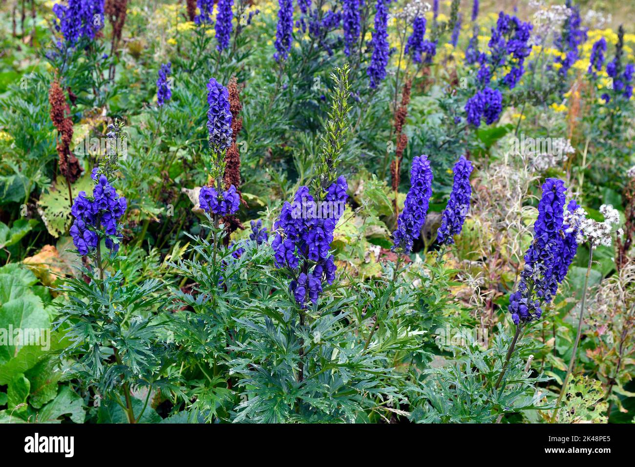 Monkshood flower - Aconitum napellus - is one of the most poisonous plants in Europe, but is also used as an ornamental plant and in medicine Stock Photo
