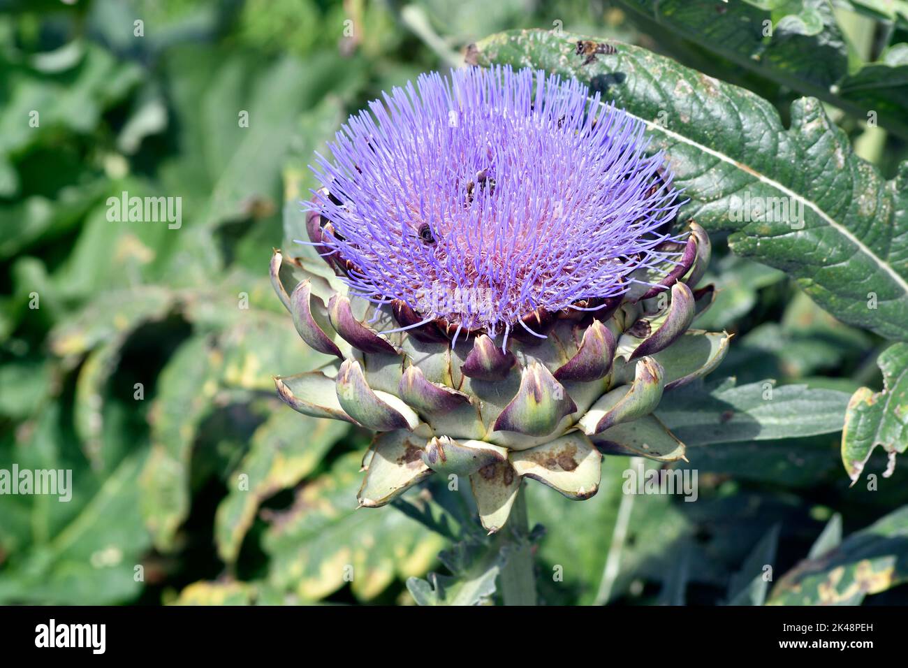 Botany, flowering and edible artichoke Stock Photo