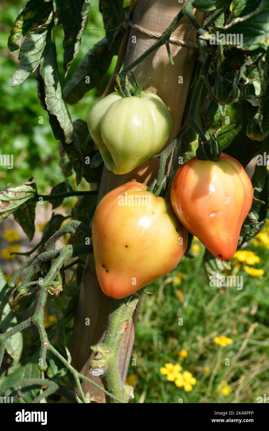 varieties of diverse and colorful tomatoes Stock Photo