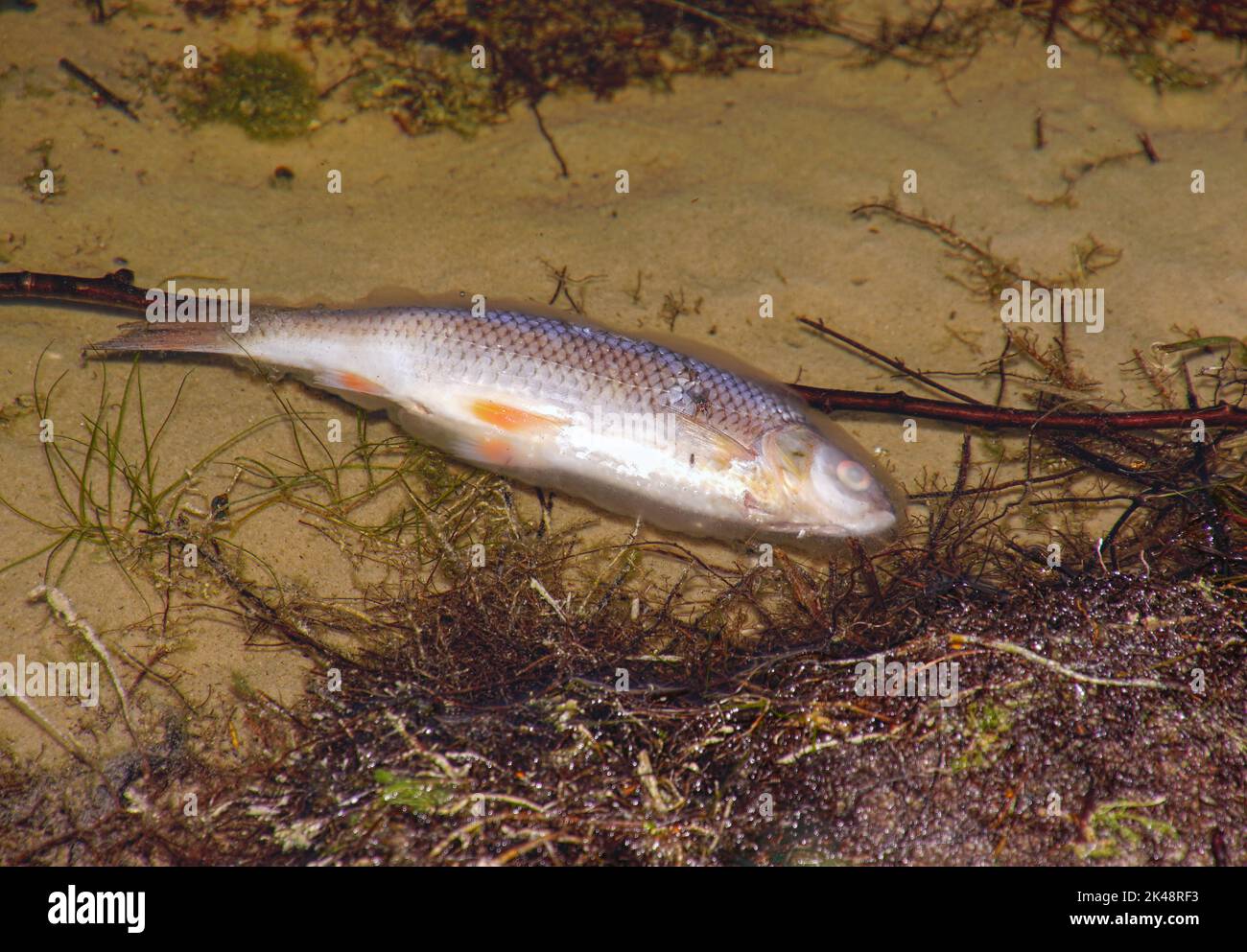 Ein toter Fisch im Wasser Stock Photo
