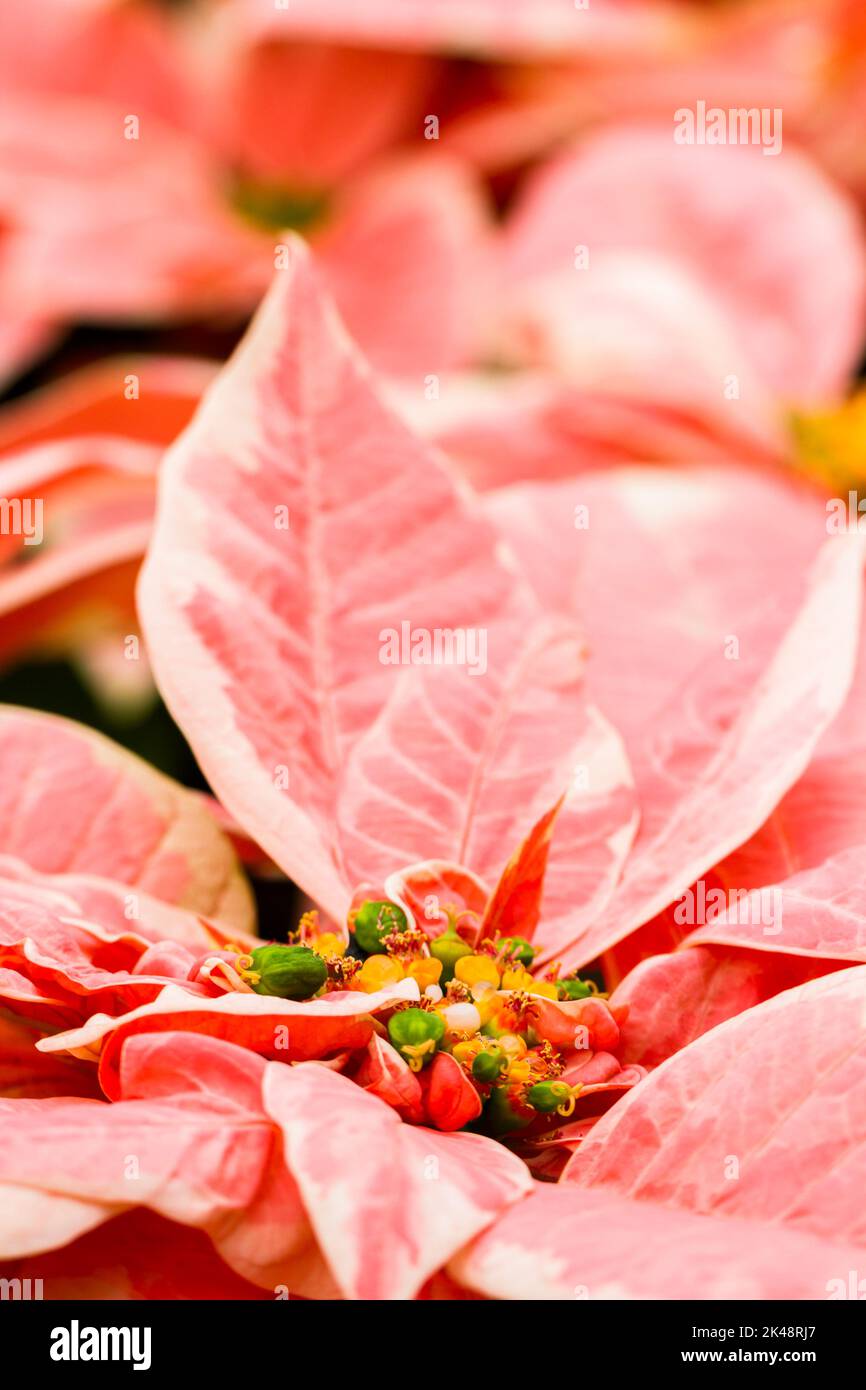 Poinsettias Stock Photo