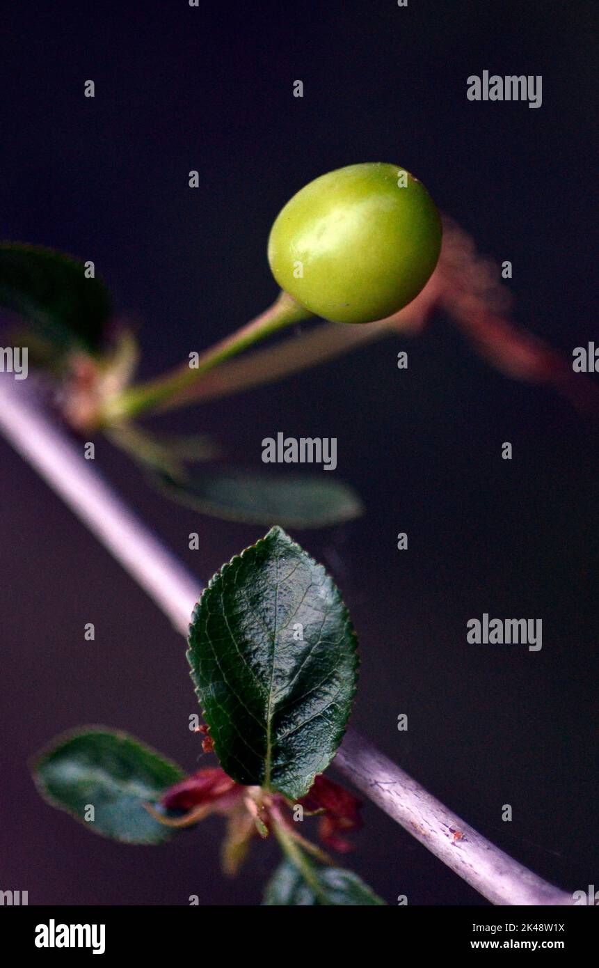 single unripe cherry on tree branch in spring Stock Photo