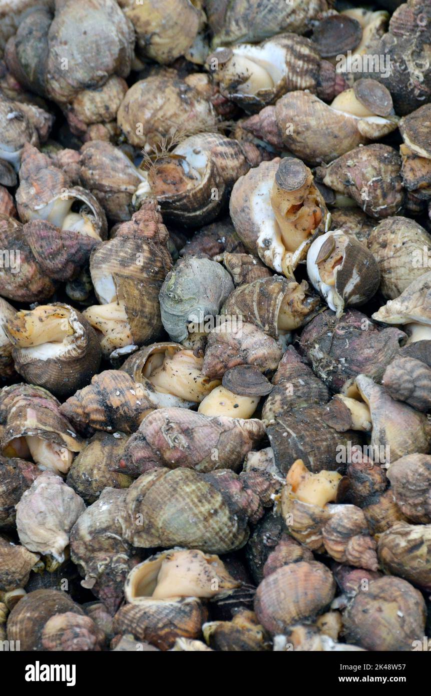 freshly caught whelks wells-next-the-sea norfolk england Stock Photo