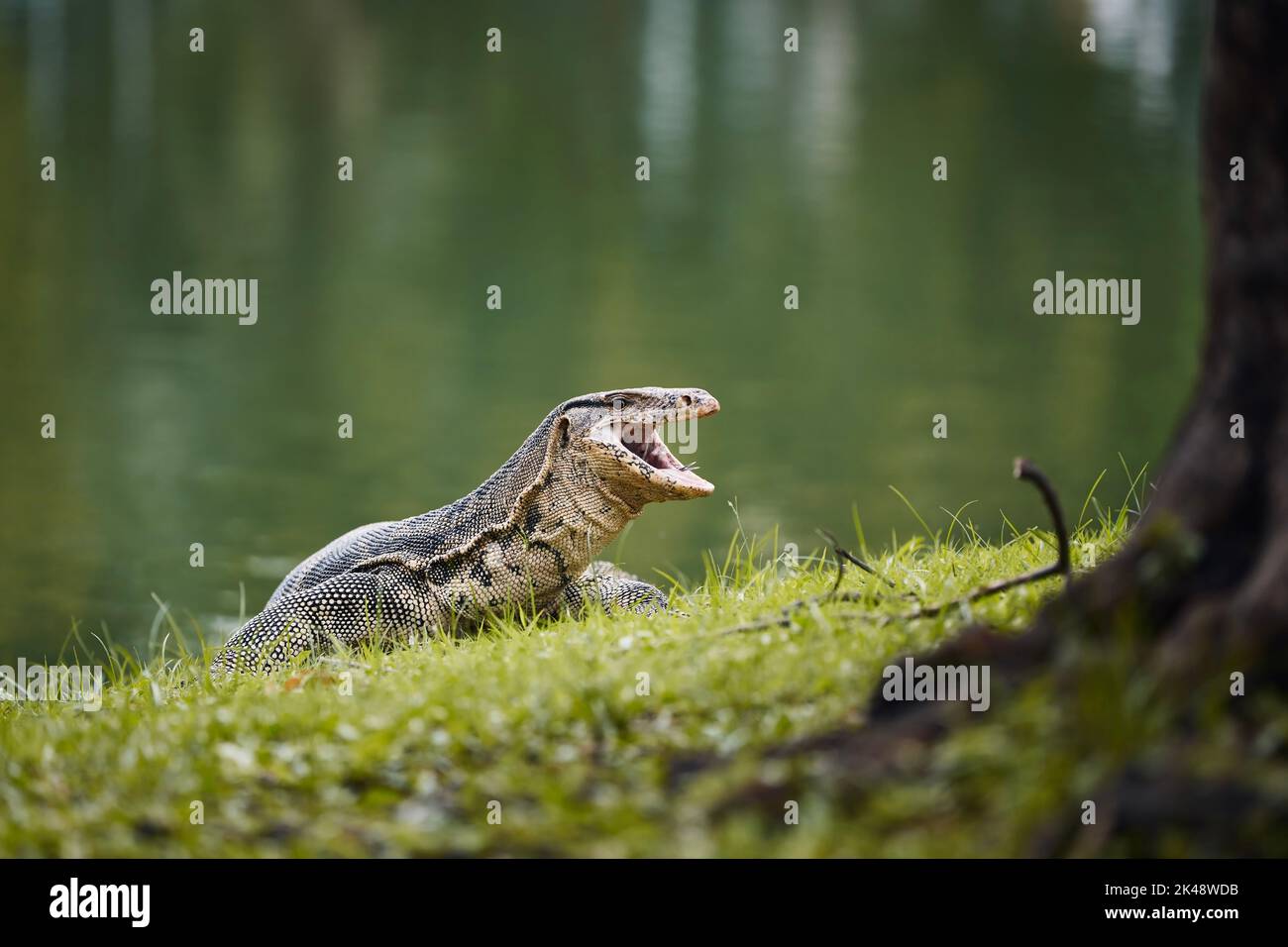 Water monitor lizard in grass in Lumphini Park. Bangkok, Thailand. Stock Photo