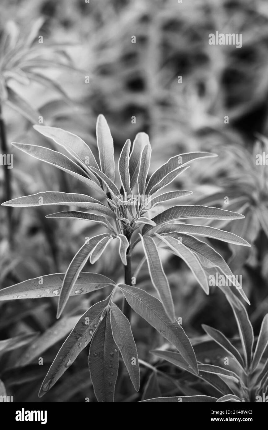 Late morning sun Black and White Stock Photos & Images - Alamy
