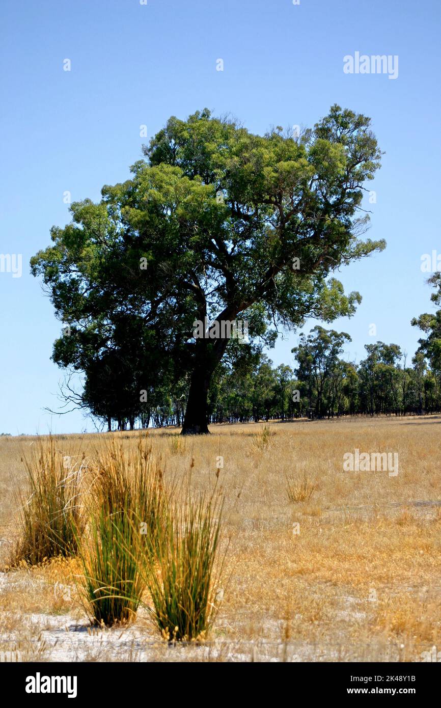 Eucalyptus gum tree in meadow, Southwest Australia Stock Photo