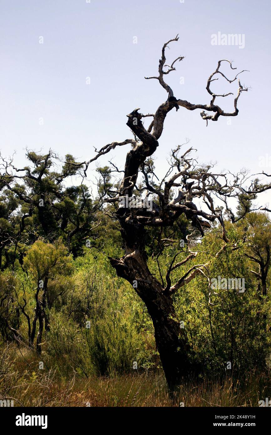 Dead tree, in Australian bush, Southwest Australia Stock Photo
