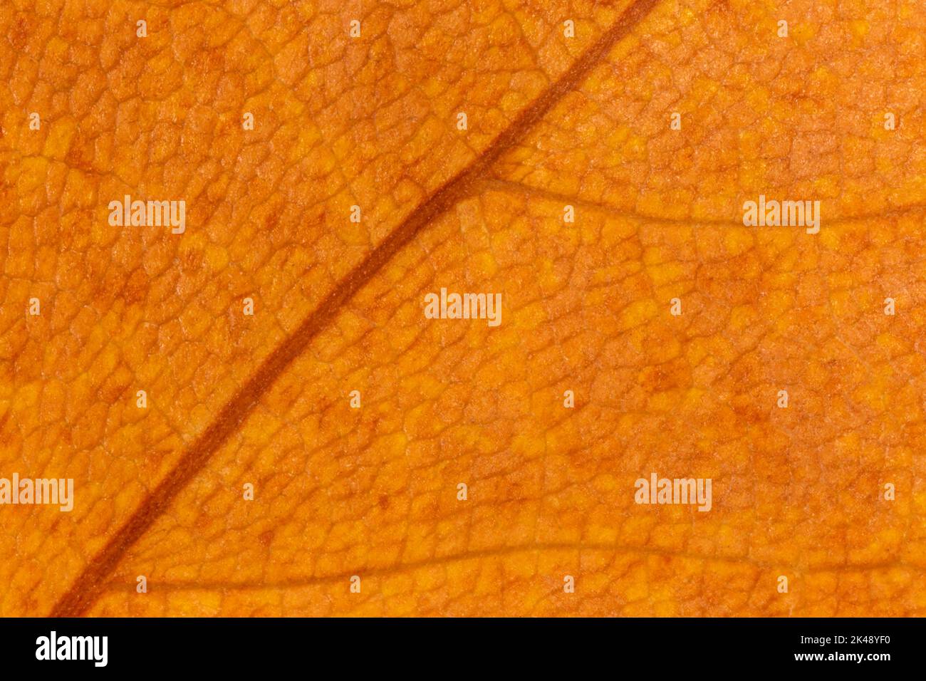 abstract autumnal background: close up of dry maple leaf texture Stock Photo