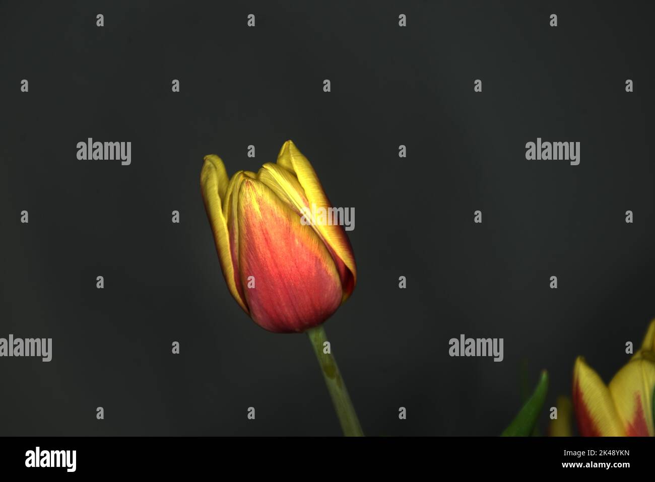 Tulpenblüten in HDR Stock Photo