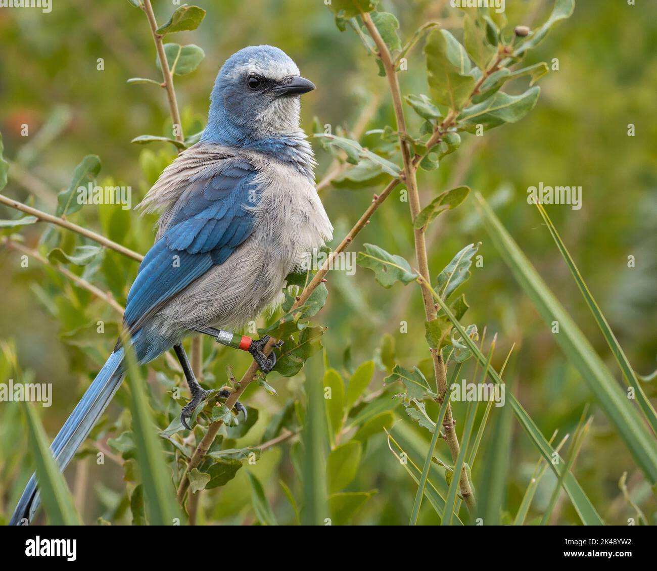 Florida Jay Bird Stock Photo by ©PhotosVac 39260047