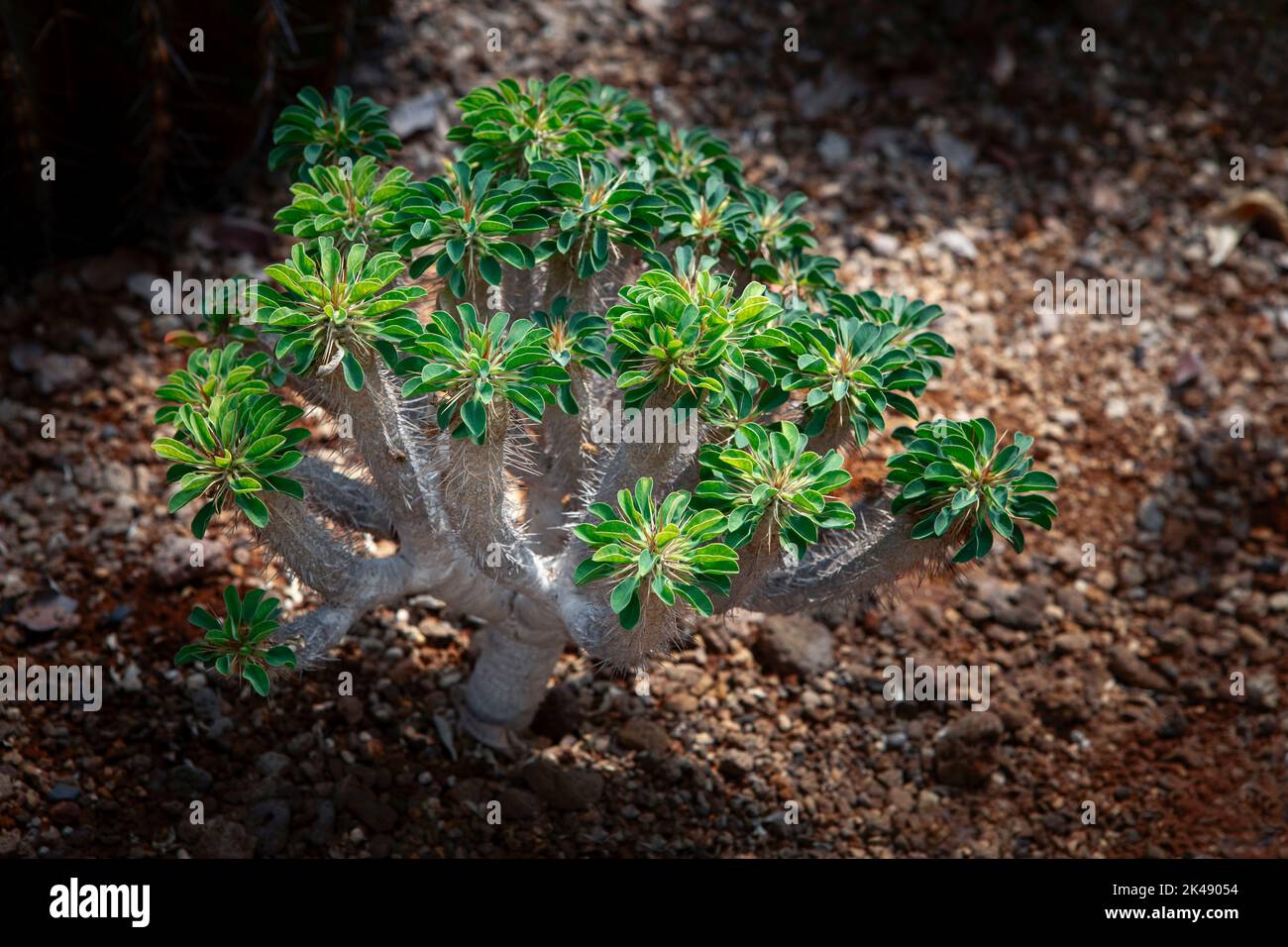 pachypodium planting growth on dry ground Stock Photo