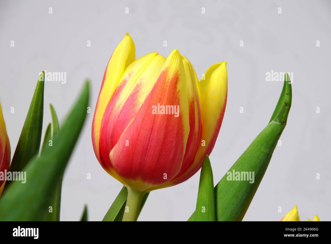 Tulpenblüten in HDR Stock Photo