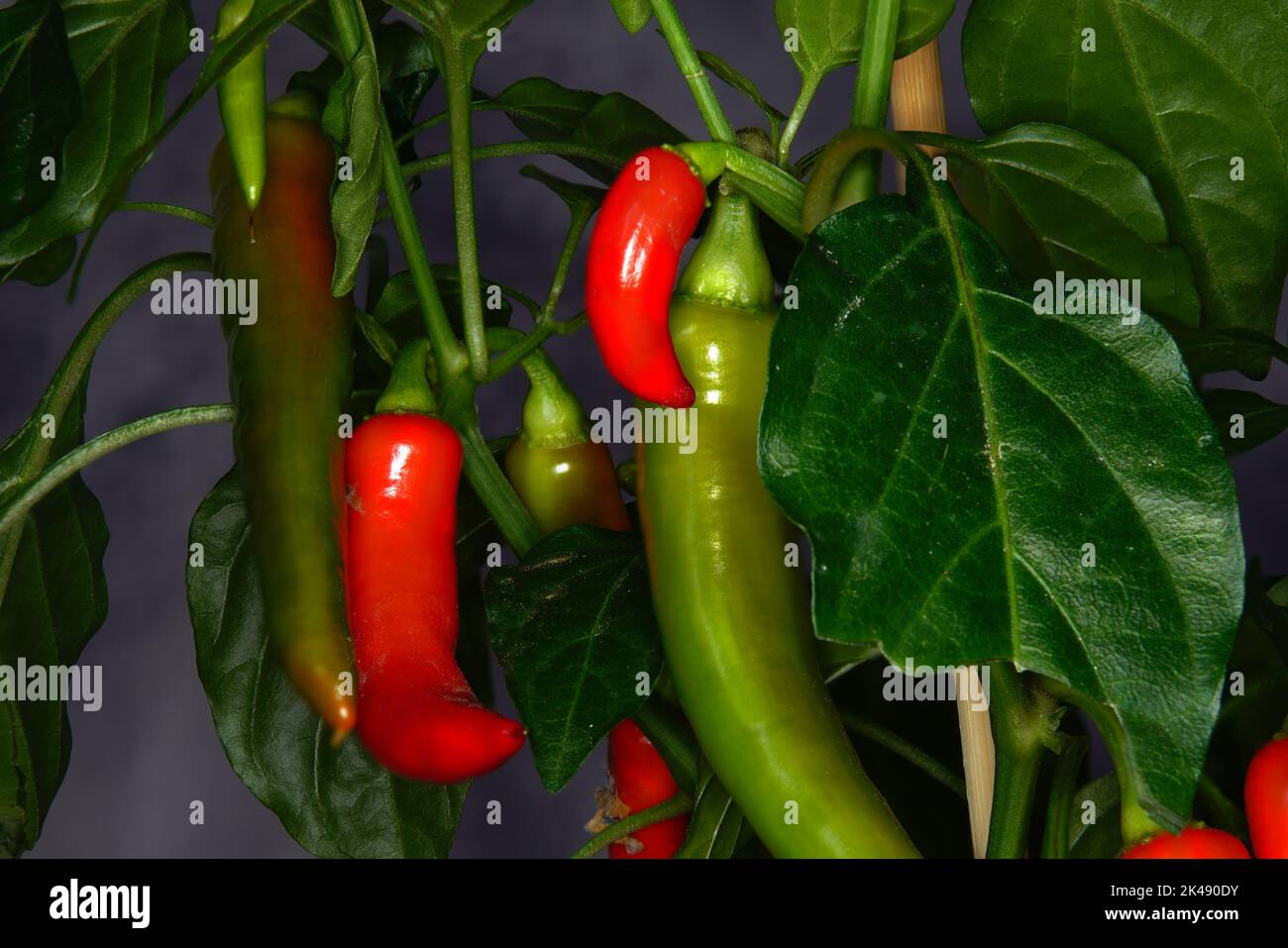Scharfe Schoten, Hot Chili Stock Photo